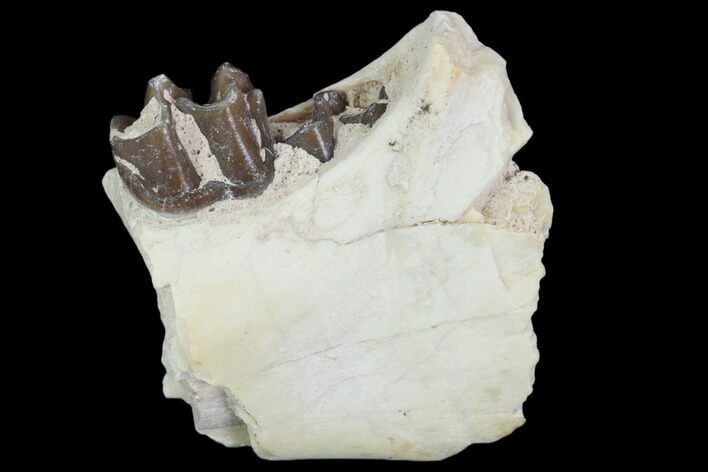Oligocene Horse (Mesohippus) Jaw Section #101853